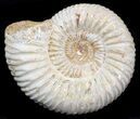 Perisphinctes Ammonite Fossil In Display Case #40017-1